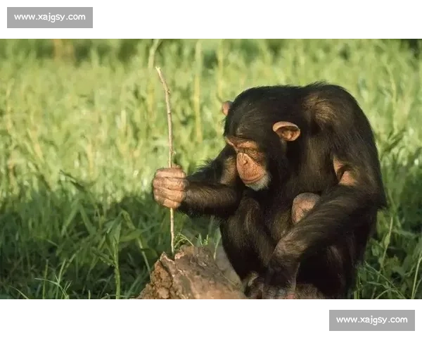 重锤砸拳定乾坤！奥马尔 - 西碾压巴西 大猩猩